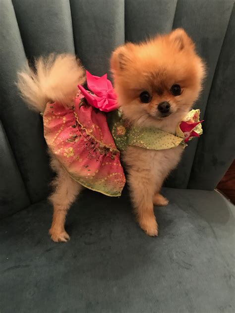Check out our pomeranian clothes selection for the very best in unique or custom, handmade pieces from our hoodies & sweatshirts shops. . Pomeranian clothes